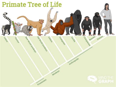 what animals are similar to humans